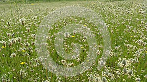 Field of flowers in spring photo
